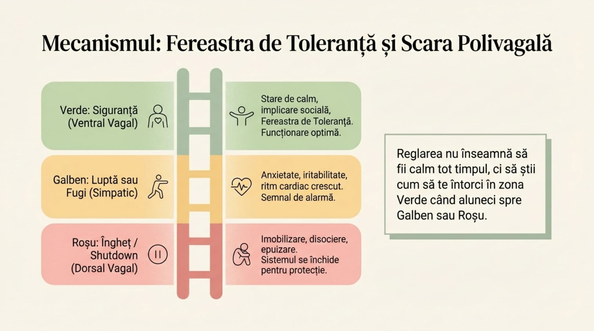 Scara polivagala cu trei stari: ventral vagal (siguranta), simpatic (lupta sau fuga), dorsal vagal (shutdown)