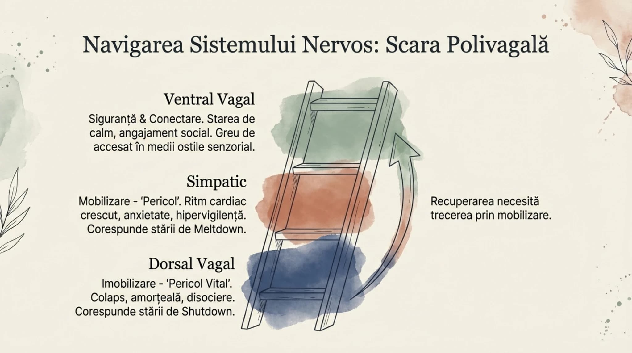 Polyvagal Ladder ilustrand cele trei zone ale sistemului nervos autonom si conexiunea lor cu burnout-ul